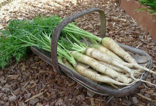 Lunar White Carrots 300 - 32,000 Seeds Coreless RARE Bulk Tastiest Wholesale