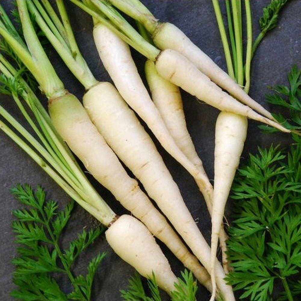 Lunar White Carrots 300 - 32,000 Seeds Coreless RARE Bulk