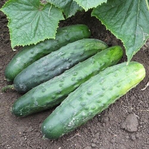 Marketmore 76 Cucumber 50 - 400 Seeds Best slicing High quality Bush Mildew Res!
