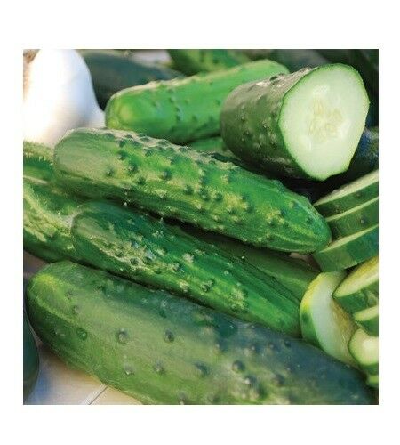 Marketmore 76 Cucumber 50 - 400 Seeds Best slicing High quality Bush Mildew Res!