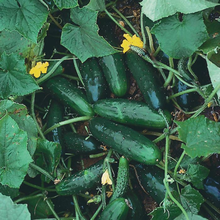 Marketmore 76 Cucumber 50 - 400 Seeds Best slicing High quality Bush Mildew Res!