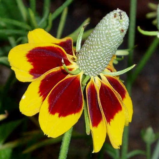Mexican Hat 100 - 10,000 Seeds Ratibida Columnaris Columnifera Native Wildflower