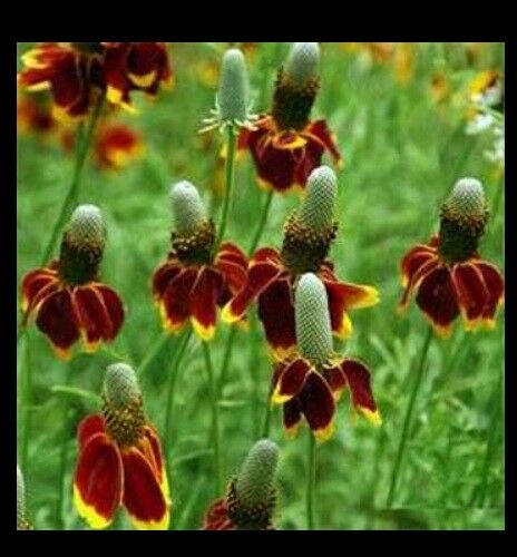Mexican Hat 100 - 10,000 Seeds Ratibida Columnaris Columnifera Native Wildflower