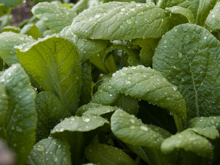 Mustard TENDERGREEN 100 - 300 - 1000 SEEDS Komatsuna Fresh Heirloom Green Bulk
