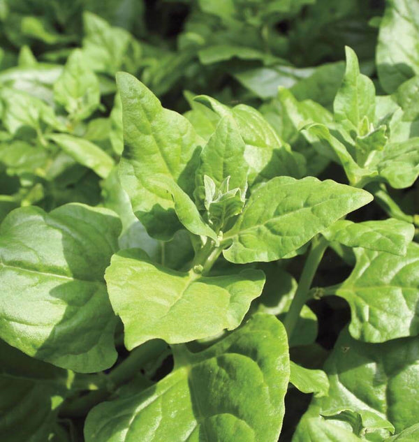 New Zealand Spinach 30 -400 Seeds Tetragonia Bulk Drought & Heat tolerant OP