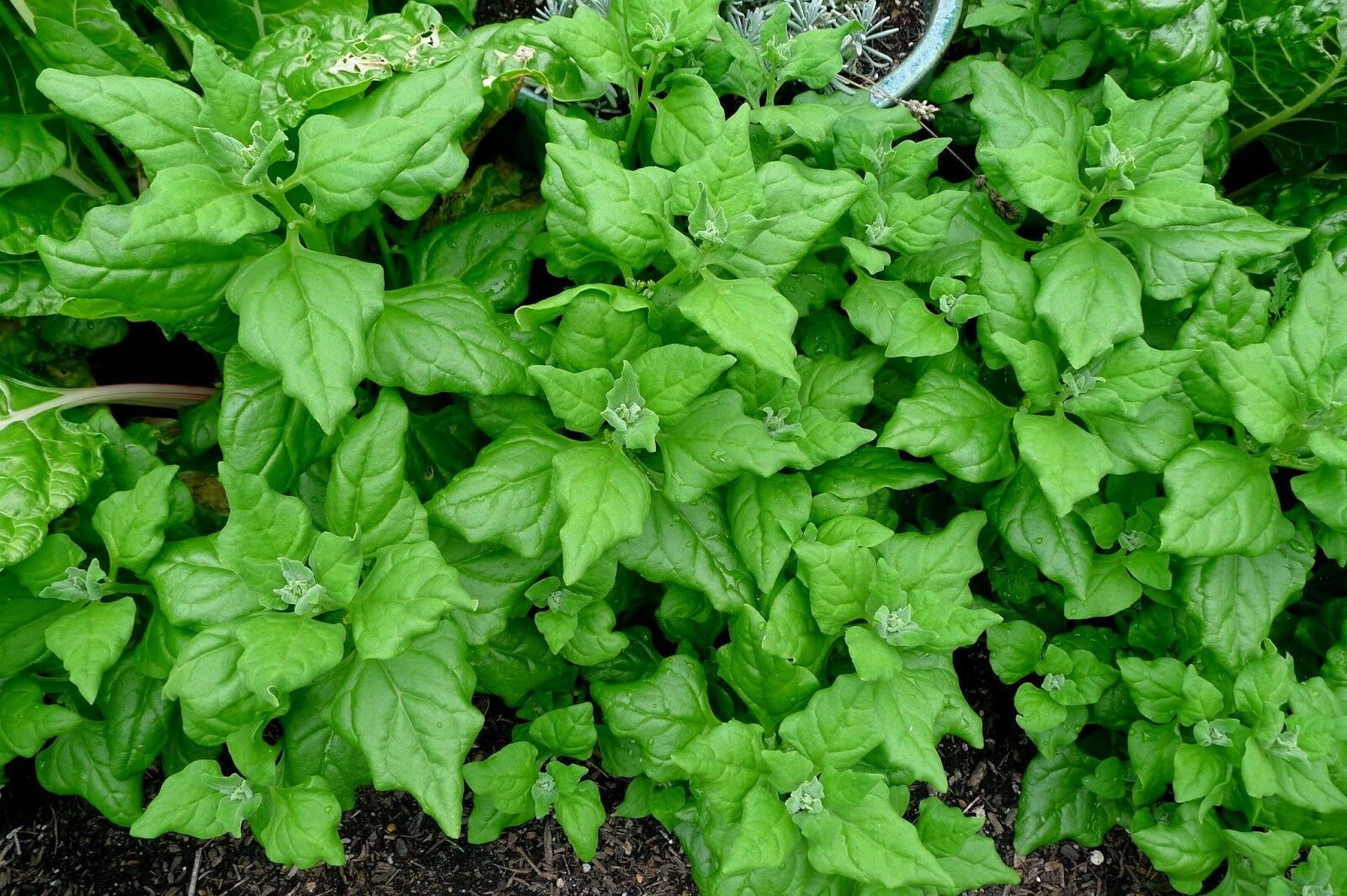 New Zealand Spinach (30-12,800) Seeds Tetragonia Bulk Drought & Heat tolerant OP