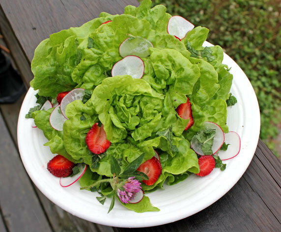 Oak Leaf Lettuce (Oakleaf) GREEN 500,1000, 5000 seeds Loose leaf Heirloom No GMO