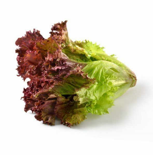Oak Leaf RED Lettuce (Oakleaf) Seeds Loose Leaf 500, 1000, 2000, 5000 Bulk Crisp