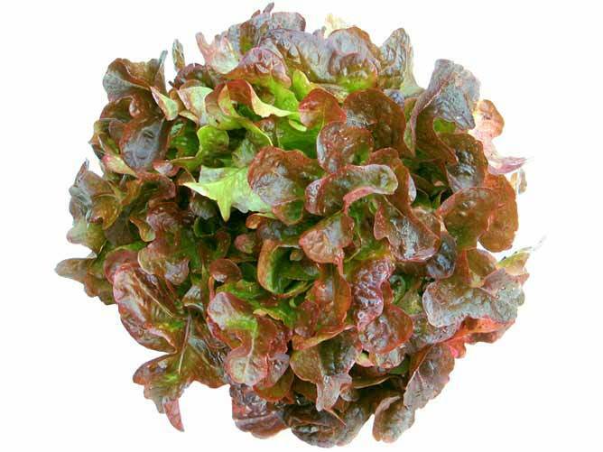 Oak Leaf RED Lettuce (Oakleaf) Seeds Loose Leaf 500, 1000, 2000, 5000 Bulk Crisp