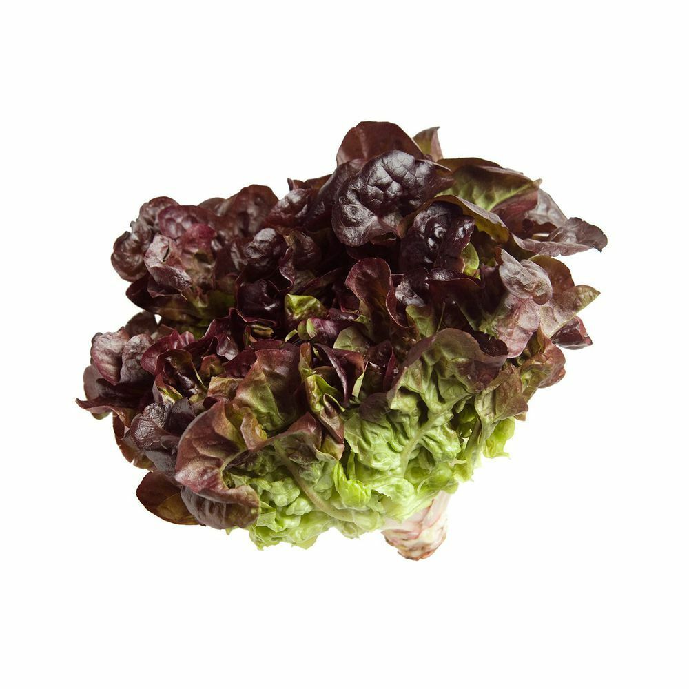 Oak Leaf RED Lettuce (Oakleaf) Seeds Loose Leaf 500, 1000, 2000, 5000 Bulk Crisp