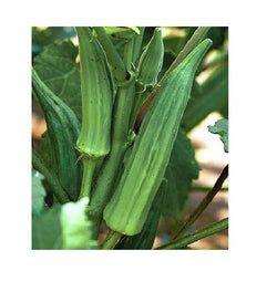 Okra Clemson Spineless 40 - 4000 Seeds Heirloom non gmo delicious tender pods