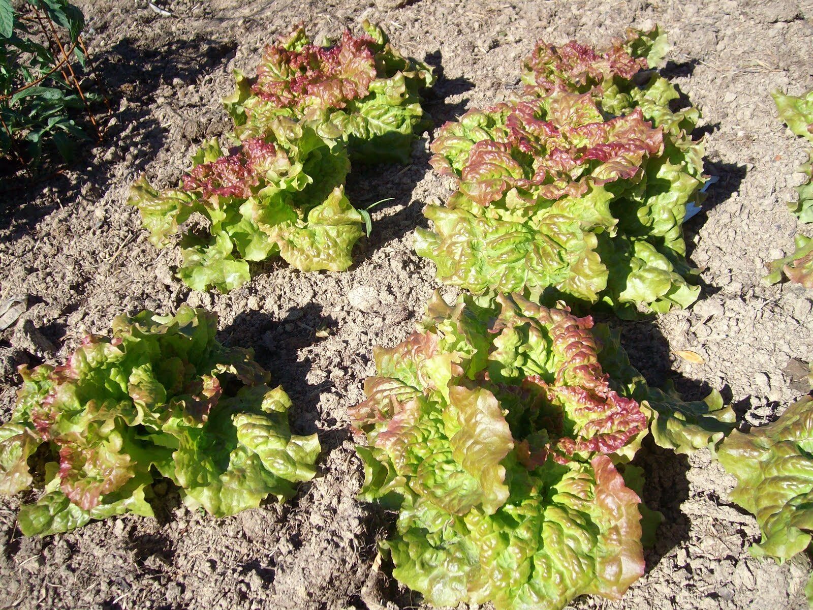 PRIZEHEAD Loose Leaf Lettuce 500 through 5000 seeds Bulk Fast grower 45 days