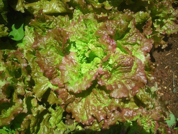 PRIZEHEAD Loose Leaf Lettuce 500 through 5000 seeds Bulk Fast grower 45 days