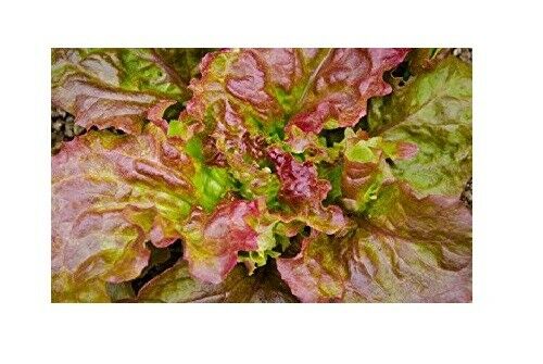 PRIZEHEAD Loose Leaf Lettuce 500 through 5000 seeds Bulk Fast grower 45 days