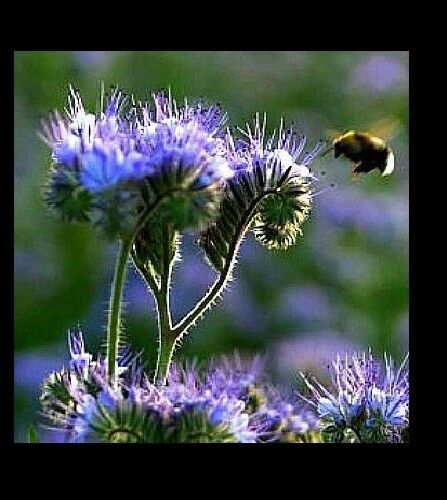 PURPLE TANSY 200 - 2000 Seeds Lacy Phacelia Fiddleneck Flower Nectar Rich Bulk