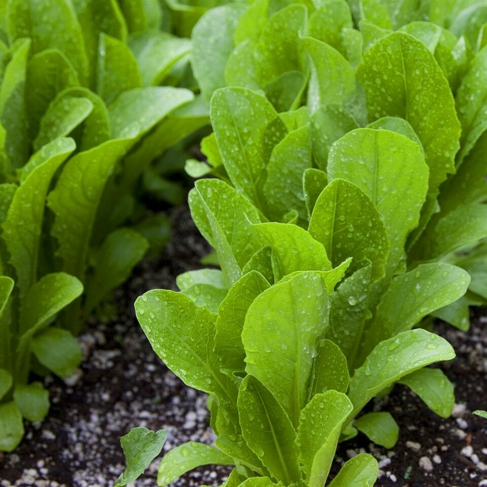 Paris Island Cos Romaine Lettuce 500, 1000, 2000, 5000 SEEDS Heirloom crispy