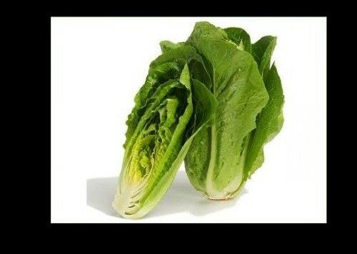 Paris Island Cos Romaine Lettuce 500, 1000, 2000, 5000 SEEDS Heirloom crispy