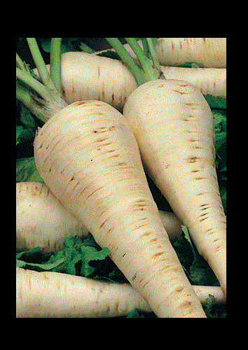 Parsnip 100 - 2000 Seeds Improved Hollow Crown Heirloom Creamy Bulk Nutty DIY