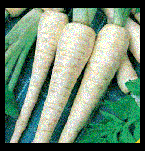 Parsnip 100 - 32,000 Seeds Improved Hollow Crown Heirloom Creamy Bulk Nutty DIY