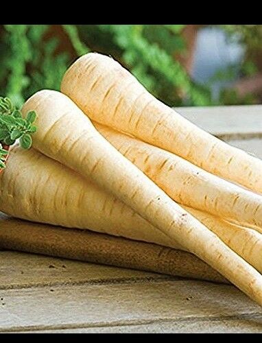 Parsnip 100 - 32,000 Seeds Improved Hollow Crown Heirloom Creamy Bulk Nutty DIY