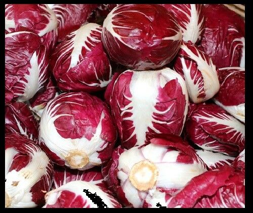Radicchio Rouge De Verona 100 - 10,000 Seeds Beautiful Red Chicory Bulk