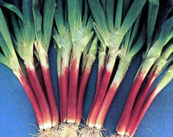 Red Beard Japanese Bunching Onion seeds Rare Delicious violet stalk scallion