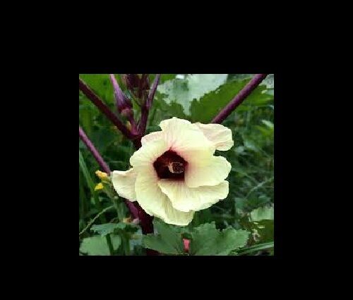Red Burgundy Okra 10,50,100 Seeds Heirloom Rare Delicious Beautiful Color Unique