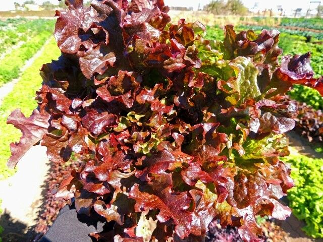 Red Salad Bowl Loose Leaf Lettuce 600 - 16,000 Seeds Fresh Heirloom Beautiful