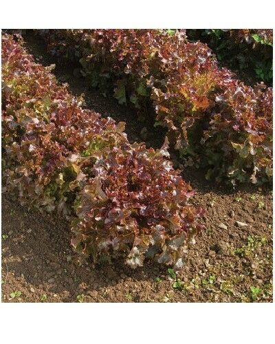 Red Salad Bowl Loose Leaf Lettuce 600 - 16,000 Seeds Fresh Heirloom Beautiful