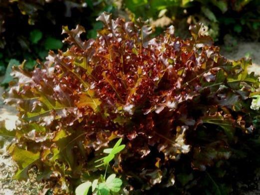 Red Salad Bowl Loose Leaf Lettuce 600 - 16,000 Seeds Fresh Heirloom Beautiful