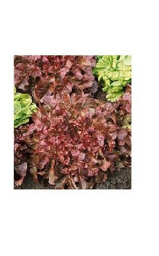 Red Salad Bowl Loose Leaf Lettuce 600 - 16,000 Seeds Fresh Heirloom Beautiful