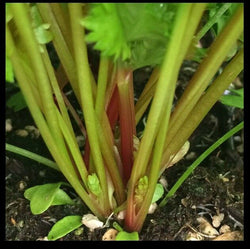 Redpar Cutting Red Celery! 100 - 1000 Seeds ORGANIC Super Rare! Non-GMO Bulk