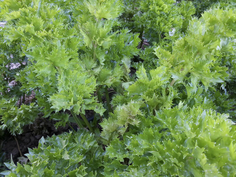 Redpar Cutting Red Celery! 100 - 1000 Seeds ORGANIC Super Rare! Non-GMO Bulk