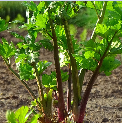 Redventure Red Celery! 100 - 1000 Seeds ORGANIC Heirloom Rare Non-GMO Bulk