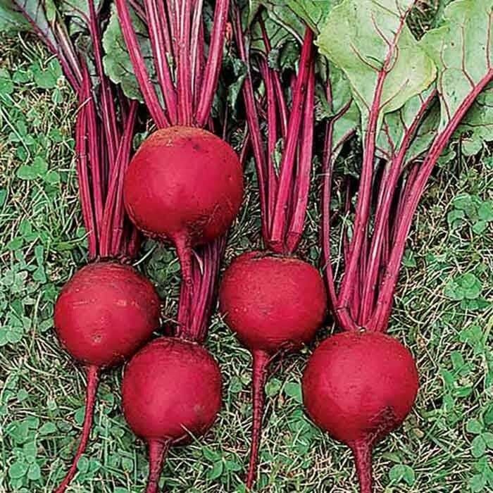 Ruby Queen Beet 60 - 1 LB Seeds Buttery Retains color Exceptionally tender Bulk