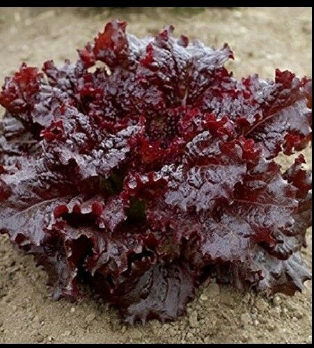 Ruby Red Loose leaf Lettuce 500 - 10,000 SEEDS Heirloom crispy Beautiful Rare