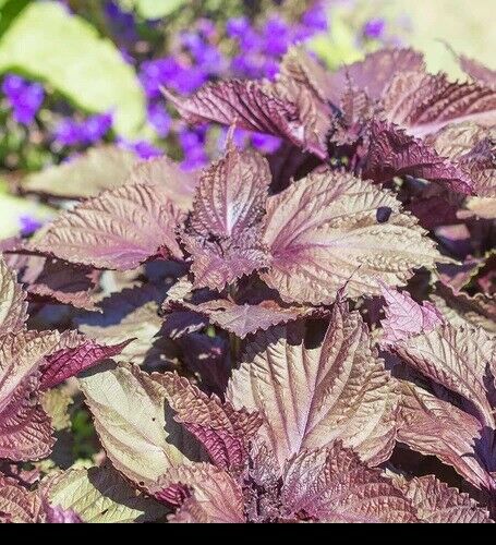 Shiso 350 - 1/4 LB Seeds Purple Perilla Red Mint Aromatic frilled leaves Salad