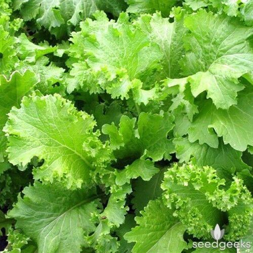 Southern Giant Curled Mustard 150 - 5000 Seeds Easy to grow! 45 days! Productive