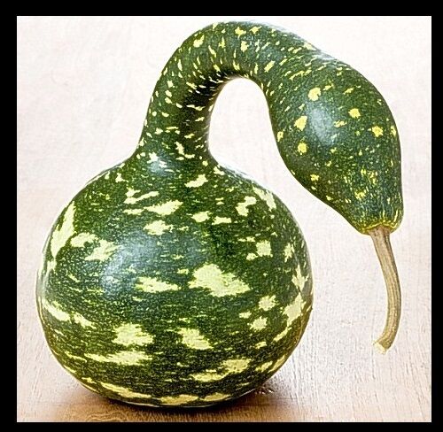 Speckled swan 10 -50 Seeds gourd Heirloom pretty unusual arts & crafts