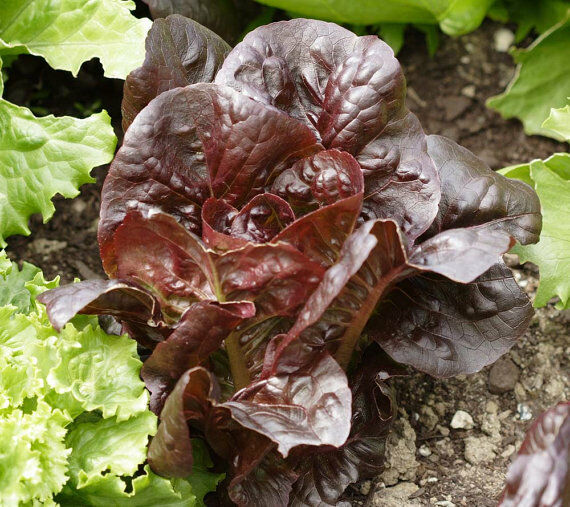 Super Red Romaine Lettuce Seeds 500, 1000, 2000, 5000 Bulk Heirloom crispy