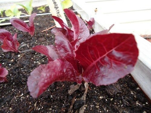 Super Red Romaine Lettuce Seeds 500, 1000, 2000, 5000 Bulk Heirloom crispy