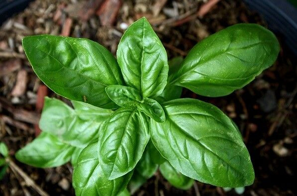 Sweet Basil Herb select 100 - 1 LB seeds Fresh Great Aroma Dried Garden Bulk