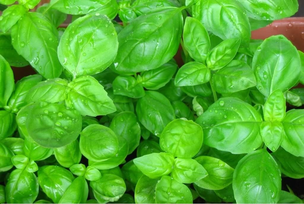 Sweet Basil Herb select 100- 10,000 seeds Fresh Heirloom Great Aroma Dried Garden