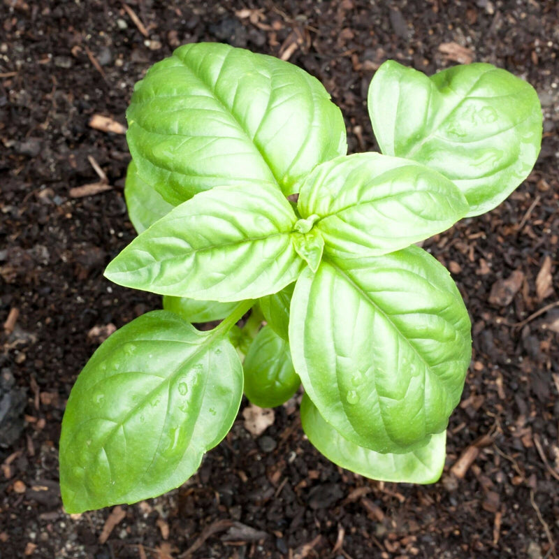 Sweet Basil Herb select 100- 10,000 seeds Fresh Heirloom Great Aroma Dried Garden