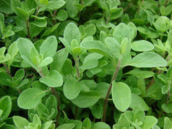Sweet Marjoram Herb 200 - 10,000 Seeds Origanum Majorana Za'atar Bulk Culinary