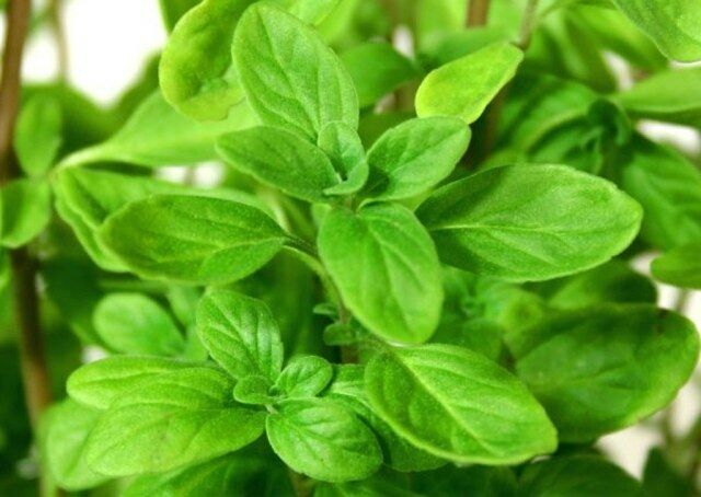 Sweet Marjoram Herb 200 - 10,000 Seeds Origanum Majorana Za'atar Bulk Culinary