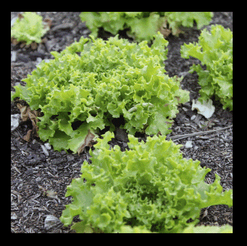 Tango Lettuce 500 - 10K Seeds Frilliest Loose Leaf adds loft & texture Heirloom 40 days!