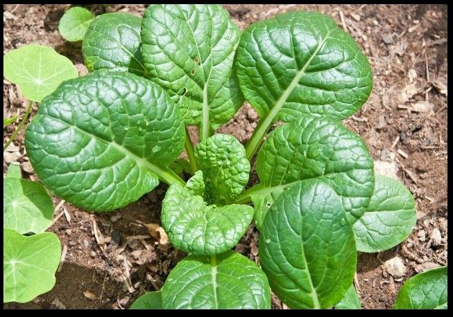 Tatsoi 200 - 4000 Seeds Green Asian Mustard Thick Tender High Vitamin! Spinach