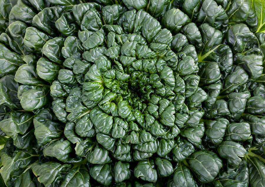 Tatsoi 200 - 4000 Seeds Green Asian Mustard Thick Tender High Vitamin! Spinach