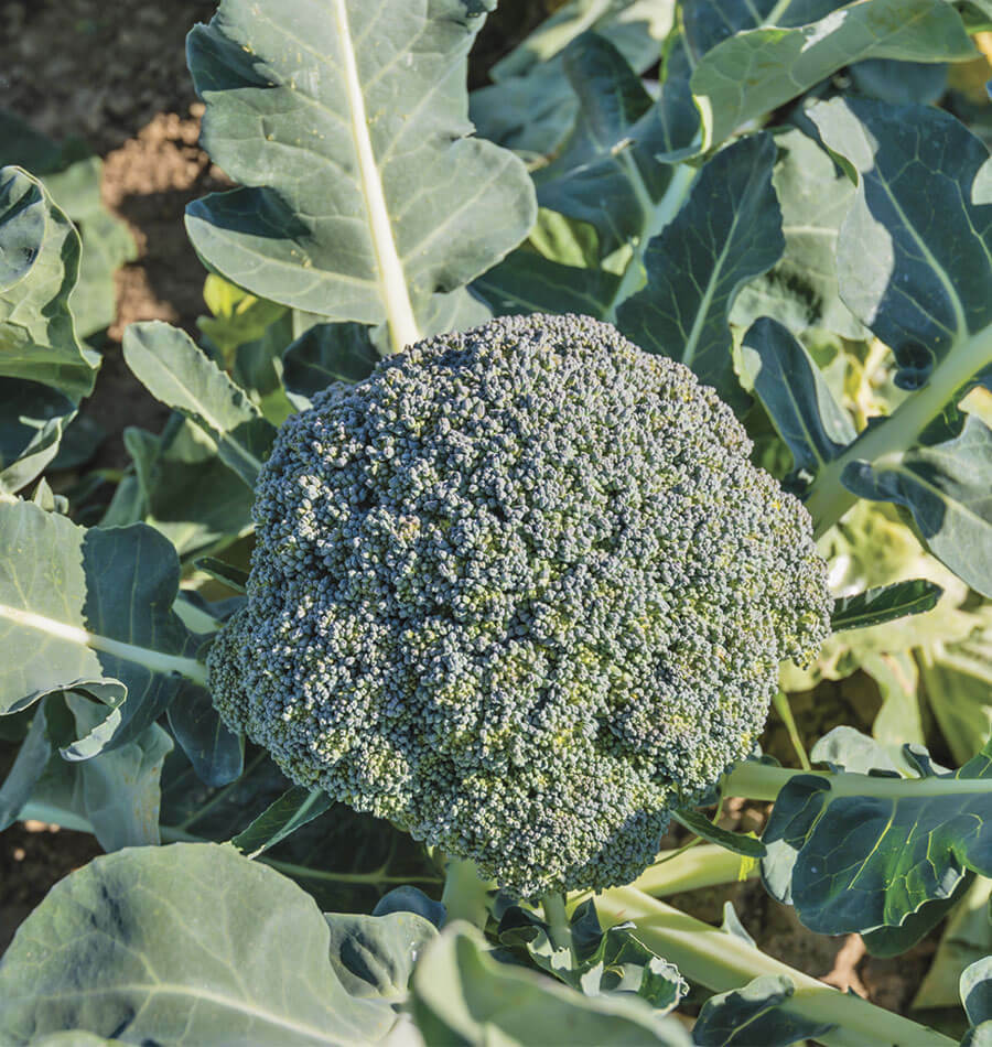 Waltham 29 Broccoli 275 - 144K Seeds High Yields Bulk Fresh Heirloom Non - GMO